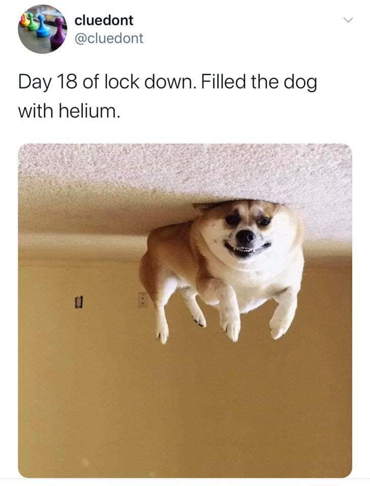 Helium Dog