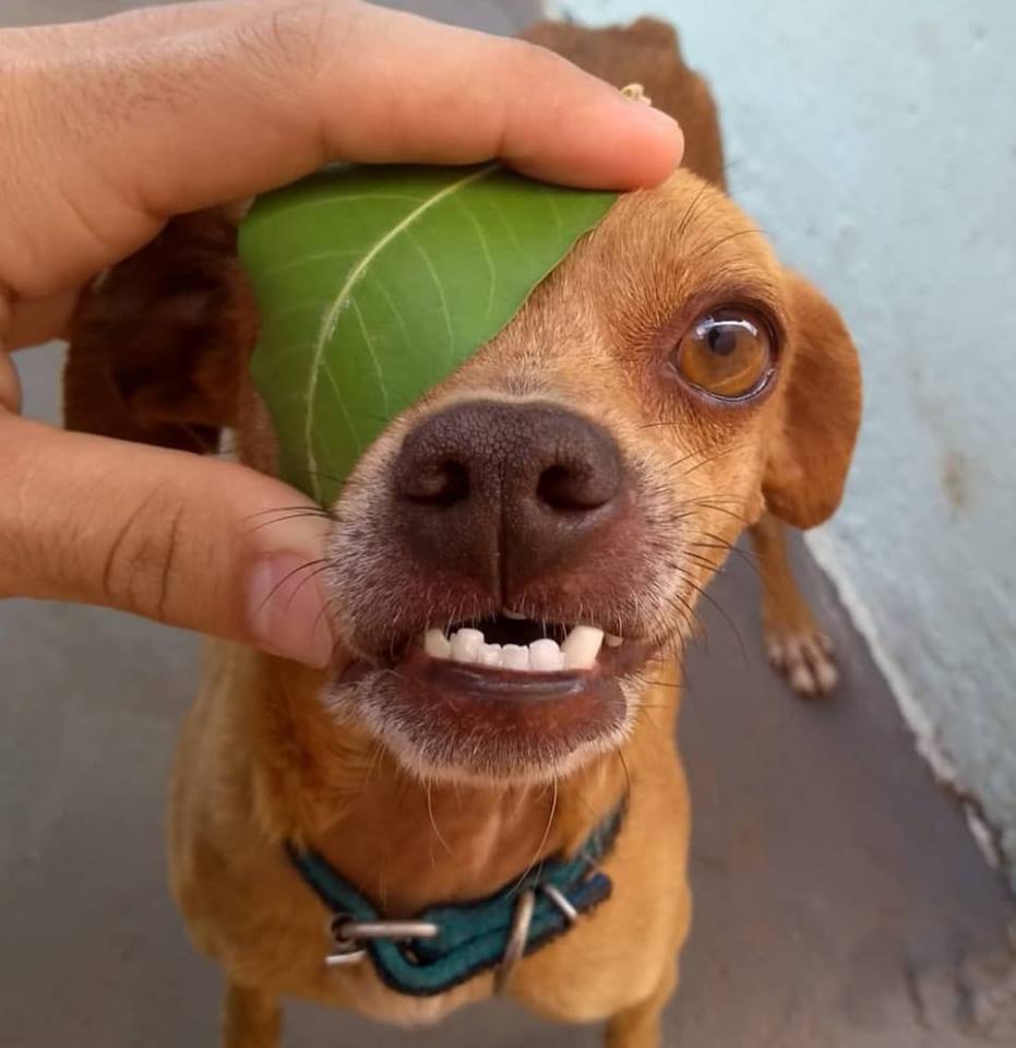 dog-patch-iceage.jpg