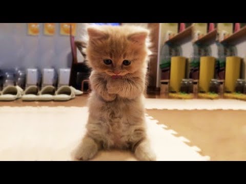 kitten.jpg