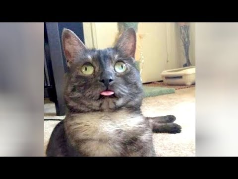 black-cat.jpg