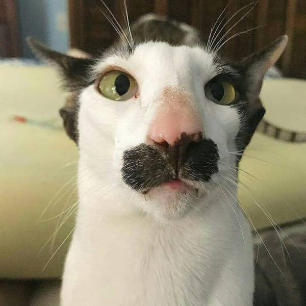 wierd-cat.jpg