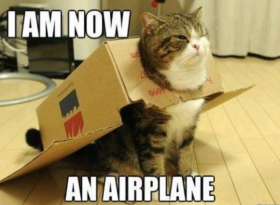 cat funny